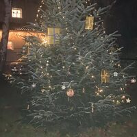 beleuchteter Tannenbaum bei Nacht